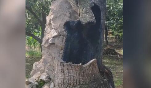 407岁梨树被烧空心仍能结果是怎么回事 网友：或许这就是奇迹