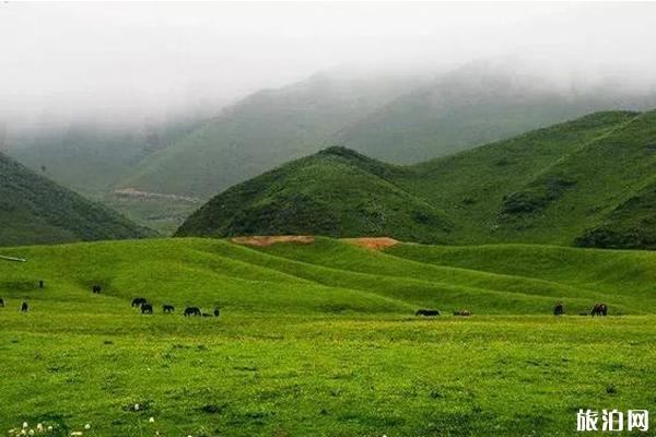 陇南草原旅游景点推荐