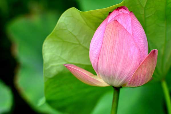 国内赏荷地点推荐 国内赏荷胜地介绍