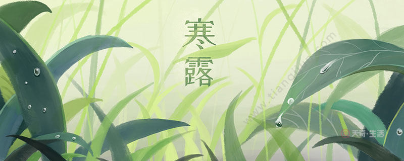 寒露种什么蔬菜适合