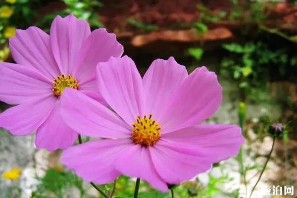 昆明哪里有格桑花