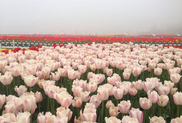 盐城荷兰花海好玩吗 大丰荷兰花海几月份去