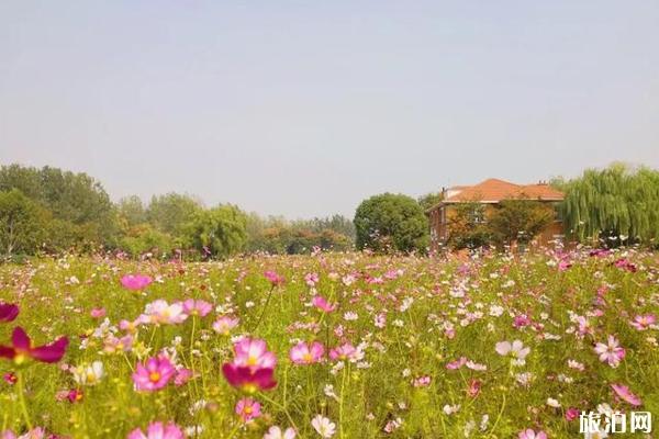 南京格桑花海在哪里看+门票+交通