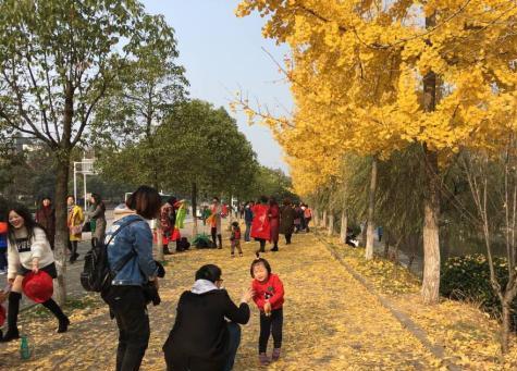 别样风景！三峡大学银杏大道 遍地金黄灿烂如画