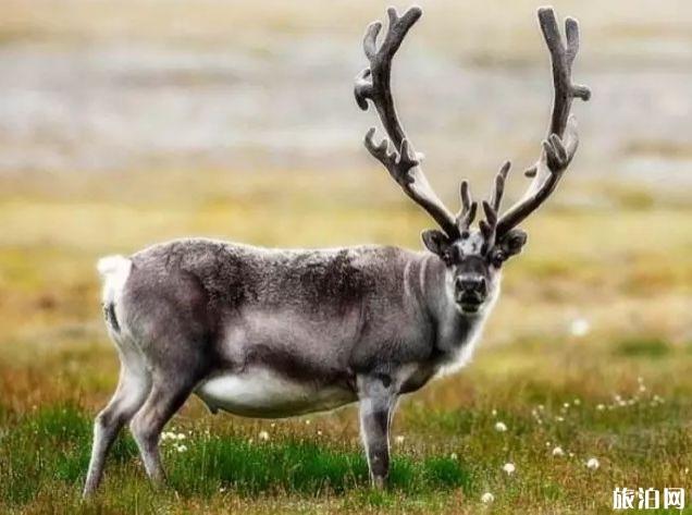 斯瓦尔巴群岛好玩吗 斯瓦尔巴群岛怎么样 斯瓦尔巴群岛好玩吗 斯瓦尔巴群岛怎么样