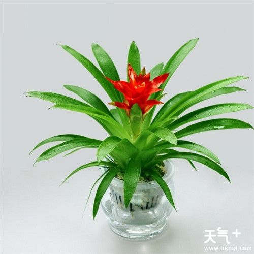 客厅适合摆放什么植物？6种客厅招财的植物