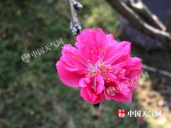 广东德庆：气温偏高致桃花反季开放