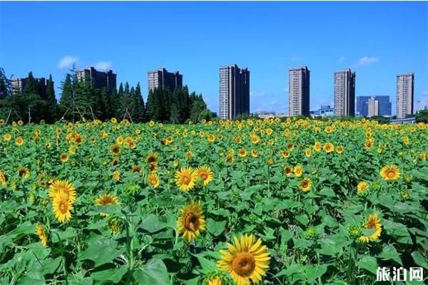 杭州向日葵花海在哪里