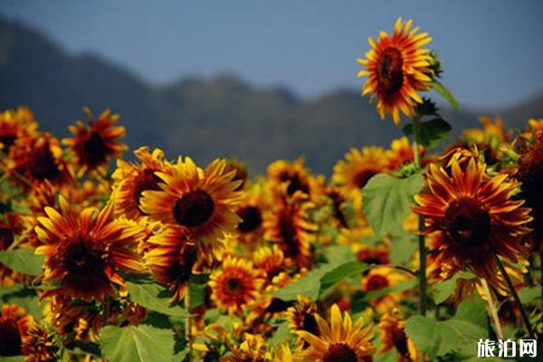 密云雾灵西峰彩葵园向日葵什么时候花开