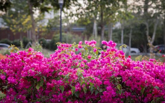 广州清明节人赏花赏景去处