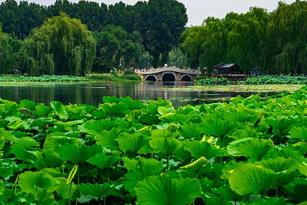 国内赏荷地点推荐 国内赏荷胜地介绍