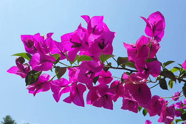 贵阳怎么去百里杜鹃 贵阳到百里杜鹃怎么走