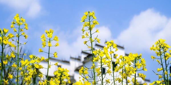 油菜花什么时候开花 油菜花开花季节