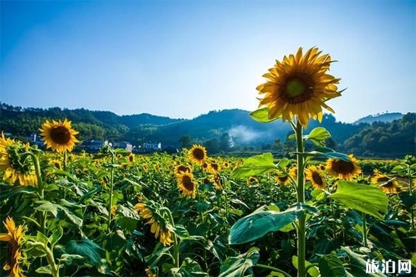 安徽皖南可以徒步游玩的古道有哪些 安徽皖南可以徒步游玩的古道有哪些