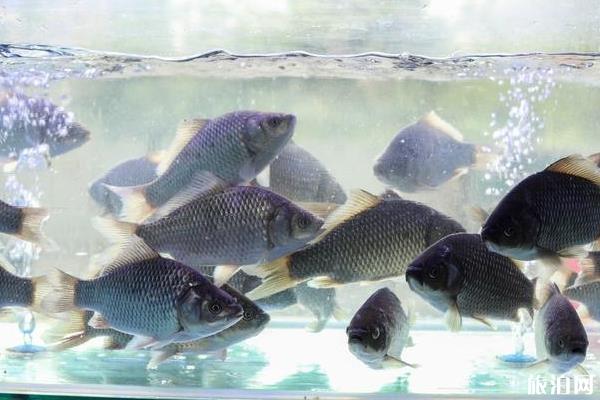 成都宽窄巷子九眼桥旅游美食攻略 成都宽窄巷子九眼桥旅游美食攻略