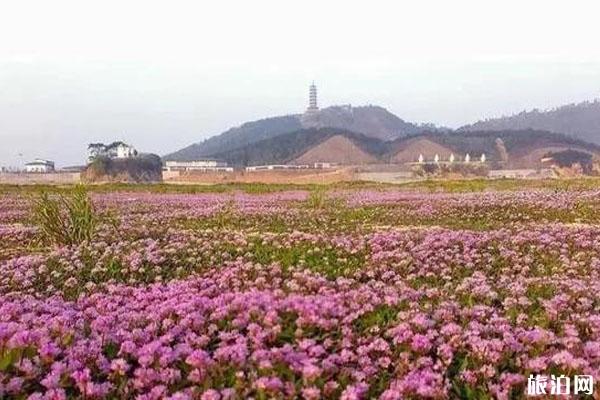 2019鄱阳湖蓼子花什么时间开花 鄱阳湖蓼子花海具体位置整理