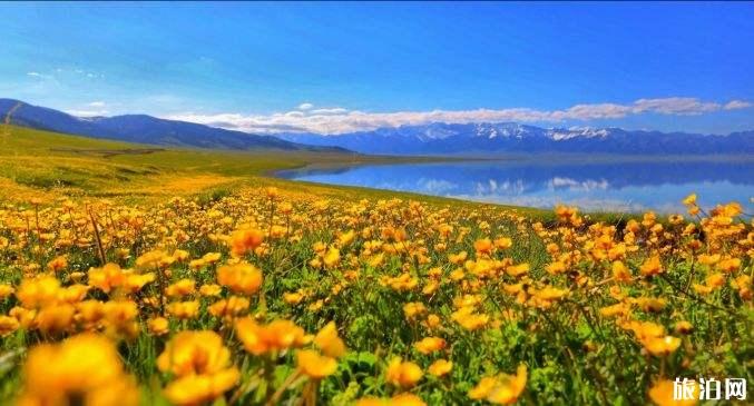2019新疆全年赏花时间表+攻略 2019新疆全年赏花时间表+攻略