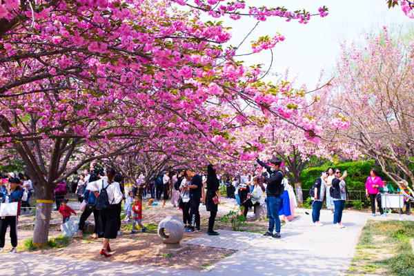 青龙寺樱花什么时候开 西安青龙寺要门票吗