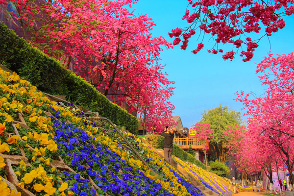 国内哪些地方有樱花 国内赏樱花的地方