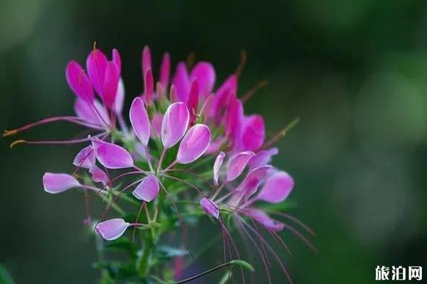 蔚然花海秋季有哪些花 蔚然花海秋季有哪些花