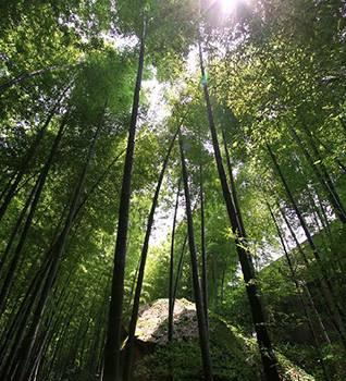 详解什么是“温和常湿气候”