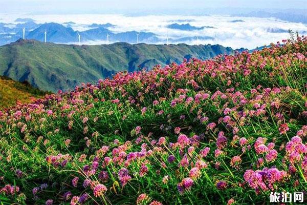 贵州韭菜坪索道和观光车票多少钱