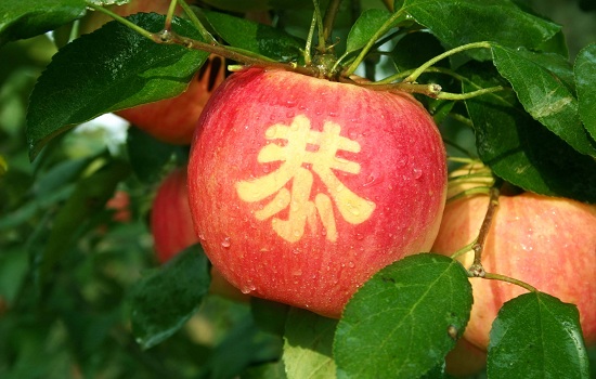 烟台有哪些值得带走的特产 山东烟台特产