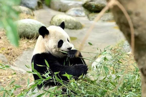 成都三日游攻略2019 成都三日游攻略2019