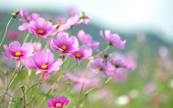 深圳4月份有哪些花?