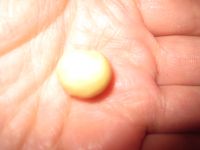 南瓜芝麻球的做法步骤8