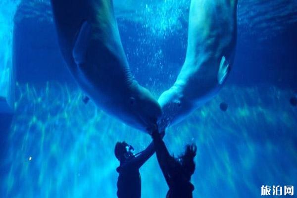 大连圣亚海洋世界游玩路线推荐