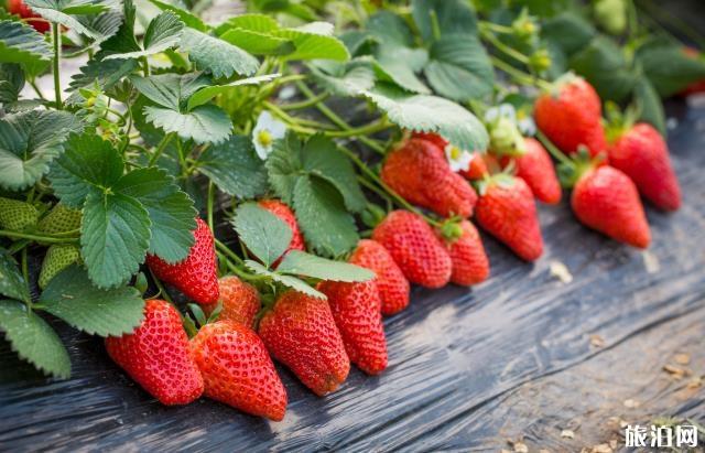 北京神堂峪一日游攻略