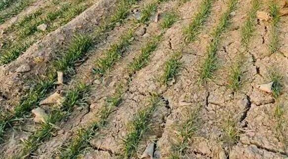 目前内蒙古干旱面积超六成 局地伴有大范围沙尘天气