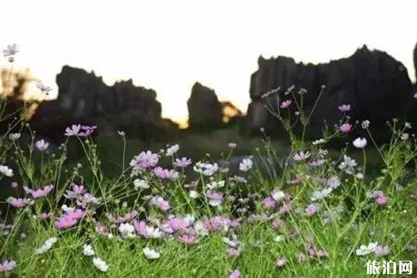 昆明哪里有格桑花