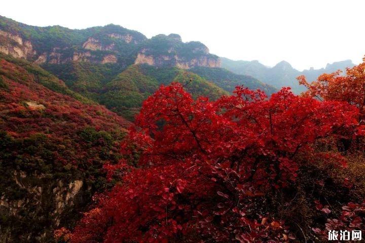 2019涉县庄子岭看红叶时间 涉县庄子岭红叶最佳观赏期