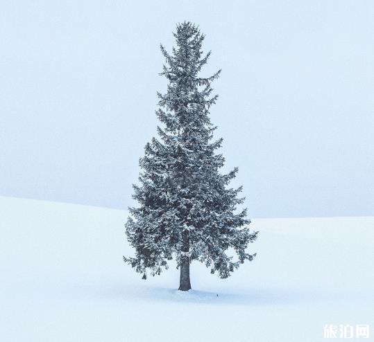 北海道美瑛游玩攻略 北海道美瑛拍照指南