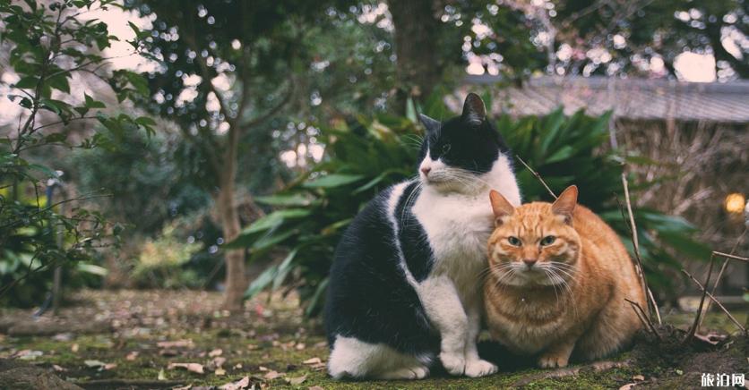 七夕去哪里玩比较好 江之岛有什么好玩的 七夕去哪里玩比较好 江之岛有什么好玩的