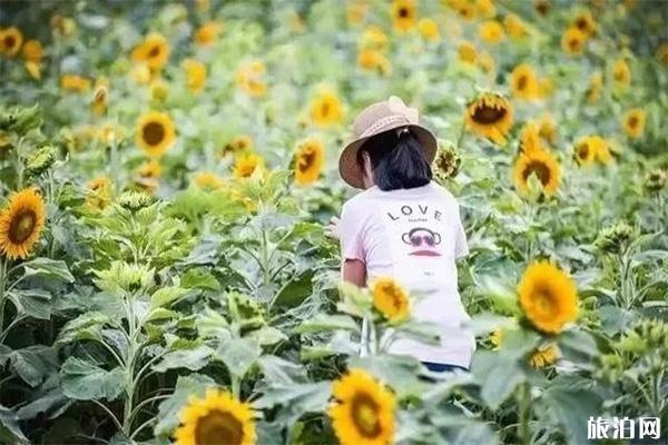 宁波看向日葵的地方 宁波有赏向日葵的地方吗