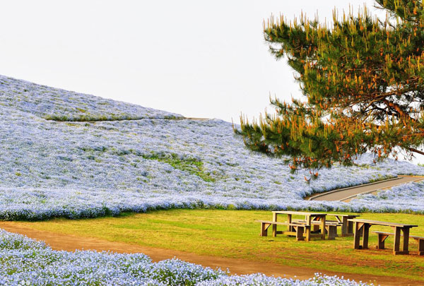 日立海滨公园在哪里 东京日立海滨公园花期