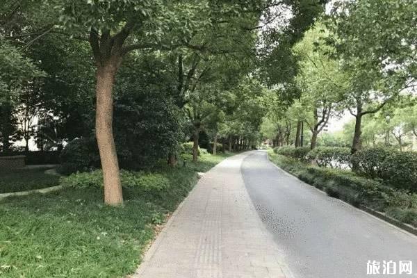 杭州落叶不扫街道整理