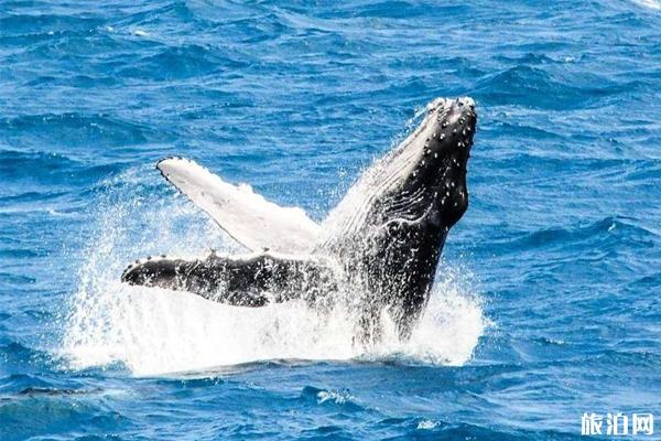 花莲观鲸赏豚攻略 花莲观鲸赏豚攻略