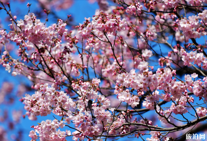 日本哪些地方可以看樱花 日本樱花地推荐