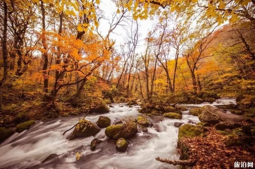 2019日本赏枫叶的最佳季节+最佳地方