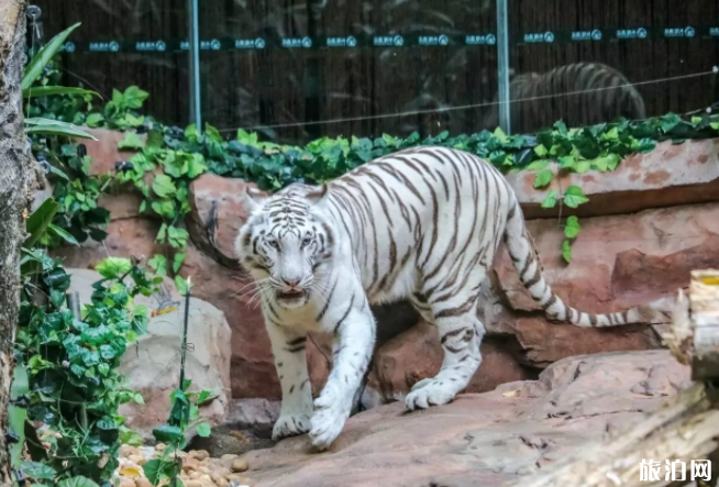 广州长隆度假区珍稀萌宠动物排名