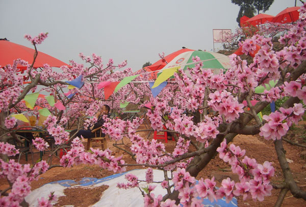 龙泉驿看桃花怎么走 龙泉驿交通路线介绍