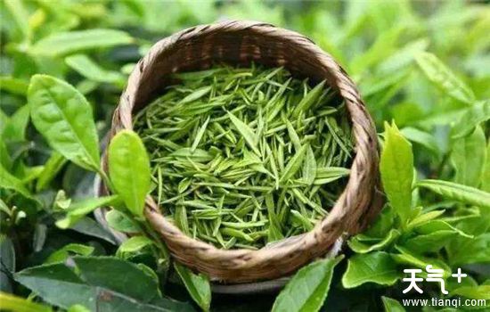 茶叶过期了没开封还能喝吗 ，喝过期茶叶有什么危害？