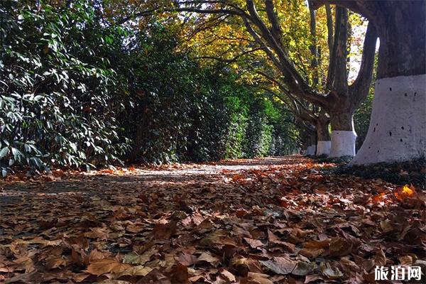 南京钟山风景区的小众风景游玩路线
