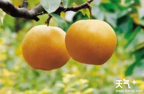 白露时节吃什么水果好  6种水果不可错过