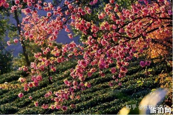 11月份适合去哪里旅游国内