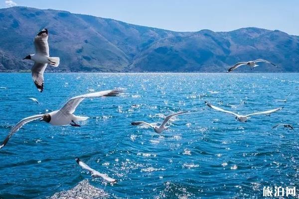 大理洱海拍照吃住玩最新攻略